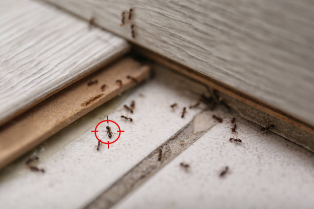 Best Best Pest Control Companies  in Marlow, OK