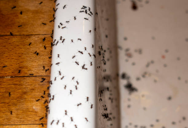 Pest Control for Restaurants in Marlow, OK